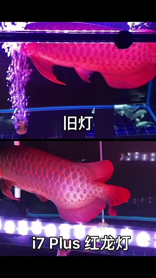 龍魚缸用什么燈比較好呢圖片