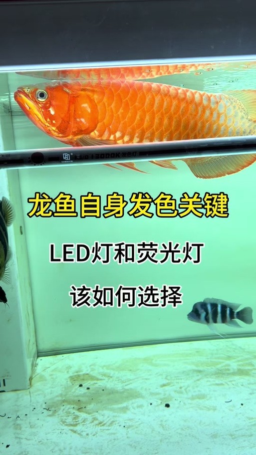龍魚缸用什么燈比較好呢圖片