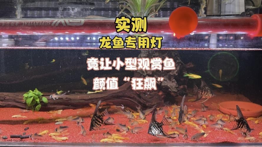 龍魚缸用什么燈比較好呢圖片
