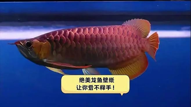 龍魚手機壁紙 動態