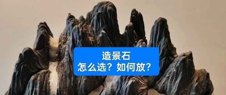 60厘米銀龍魚價格_(50厘米銀龍魚多少錢)