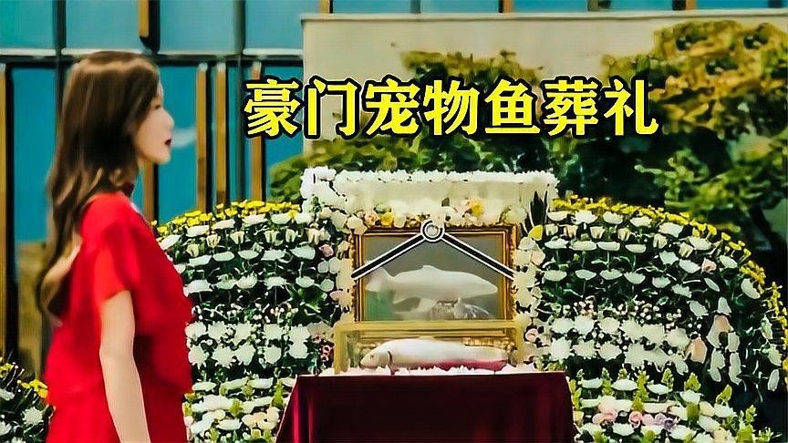 龍魚死了有什么忌諱嘛圖片