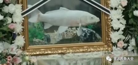 龍魚死了有什么忌諱嘛圖片