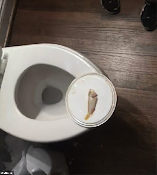 龍魚死了有什么忌諱嘛圖片