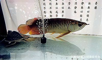 龍魚白天趴缸晚上正常
