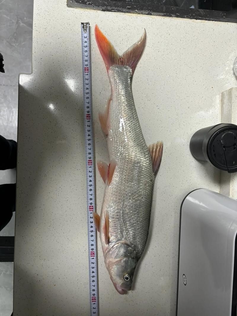 紅尾魚圖片和價格