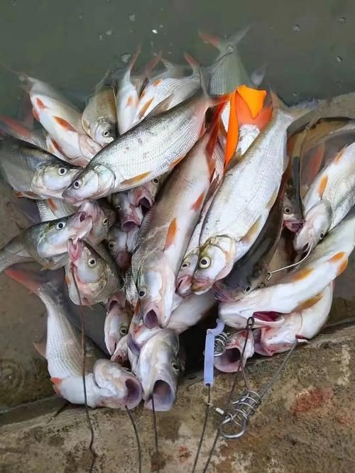 紅尾魚圖片和價格