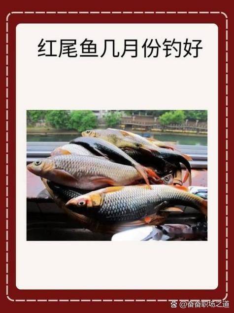 紅尾魚圖片和價格