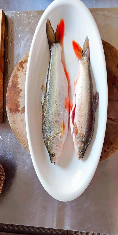 紅尾魚圖片和價格