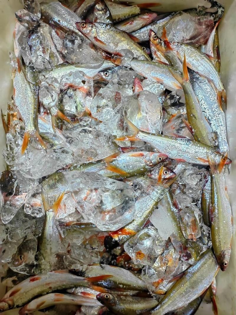 紅尾魚圖片和價格
