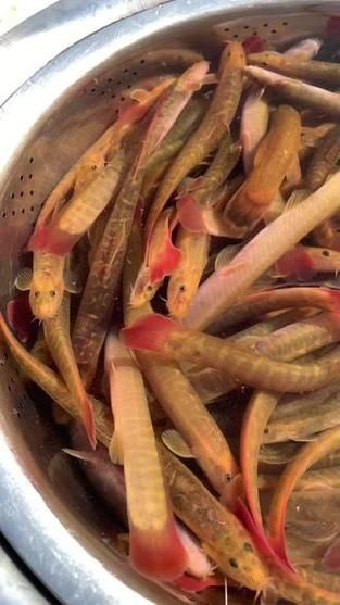 紅尾魚圖片和價格