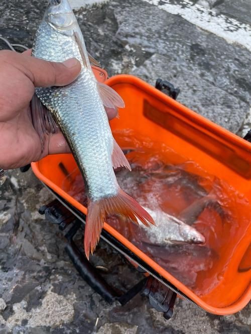 紅尾魚圖片和價格
