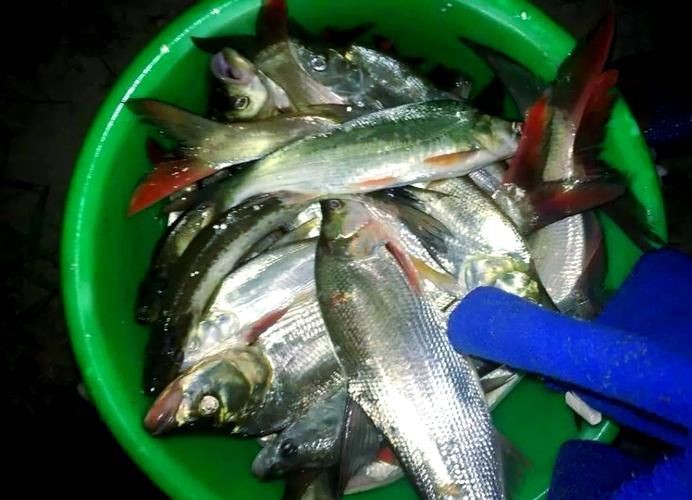 紅尾魚圖片和價格