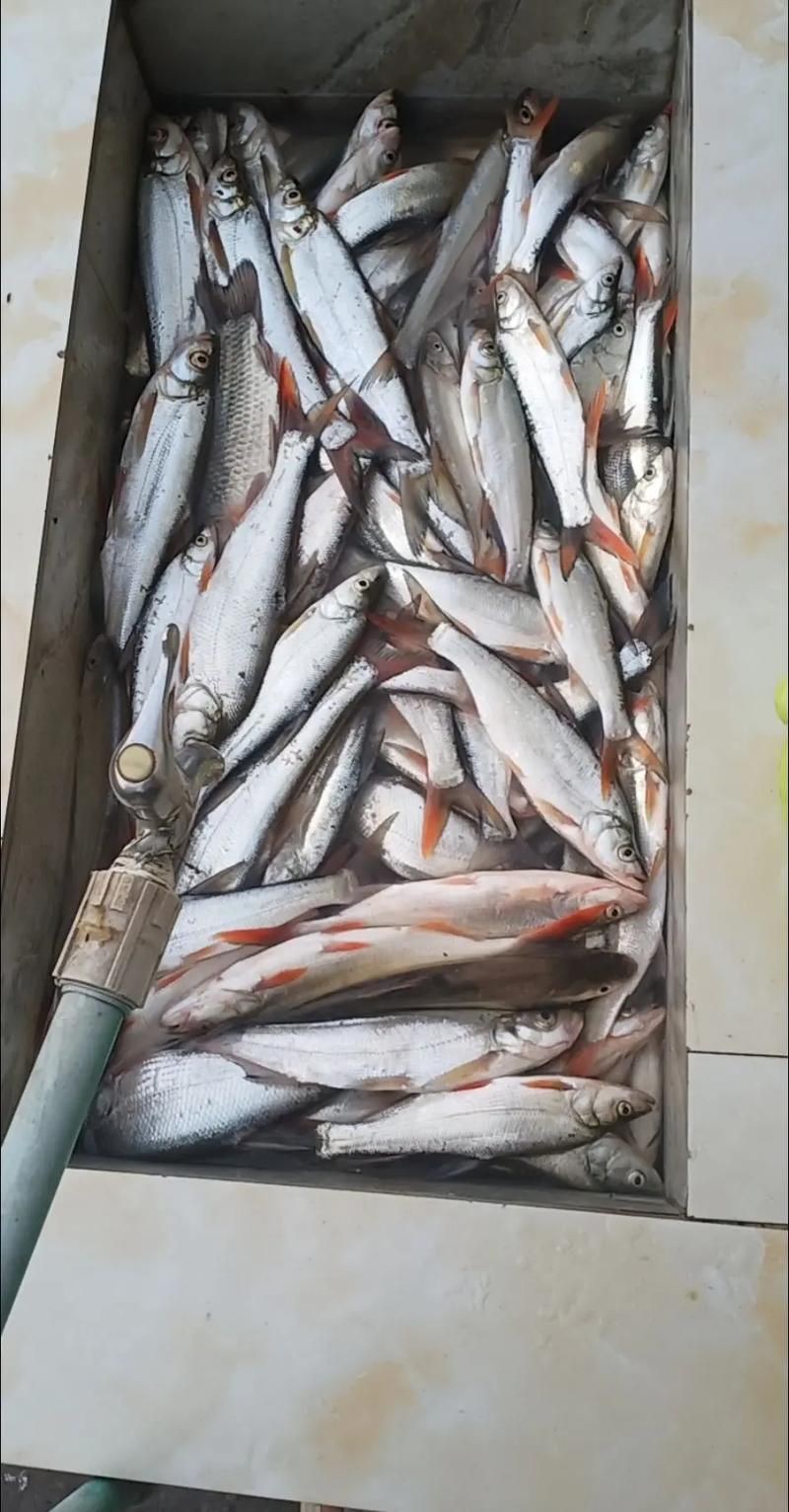 紅尾魚圖片和價格