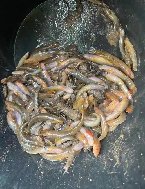 紅尾魚圖片和價格