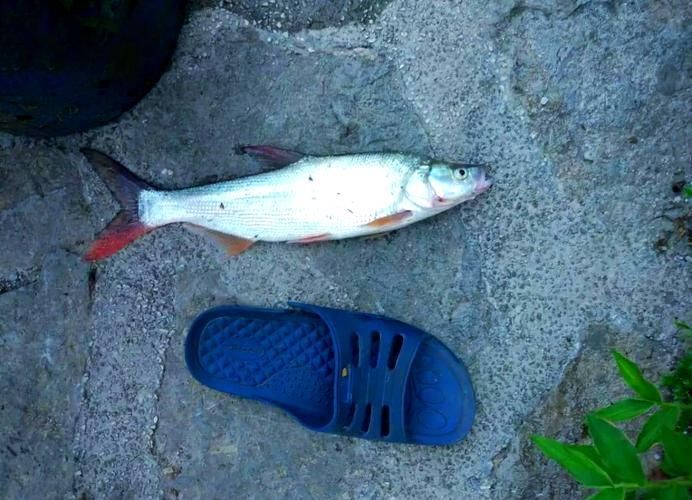 紅尾魚圖片和價格