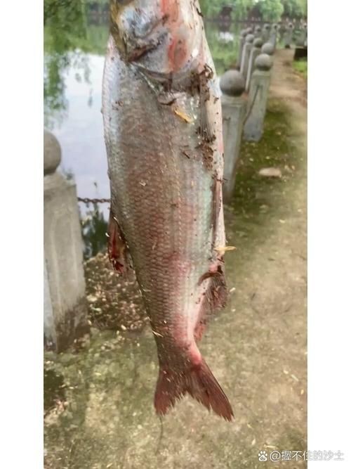 紅尾魚圖片和價格