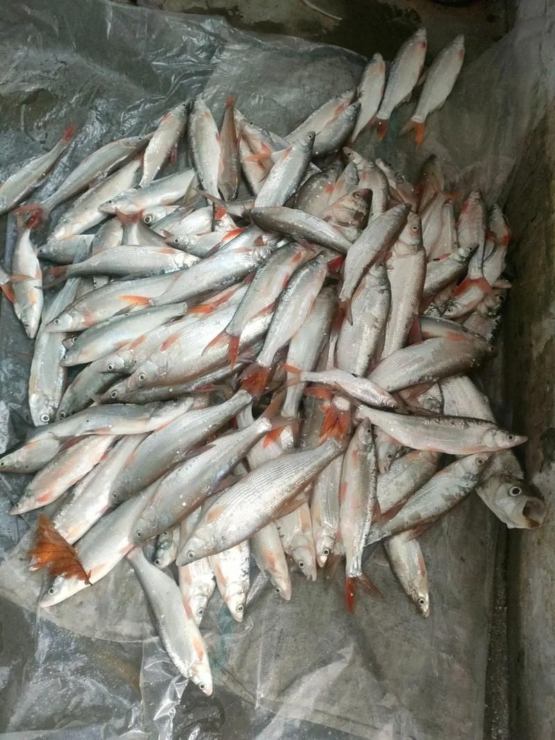紅尾魚圖片和價格
