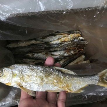 紅尾魚圖片和價格