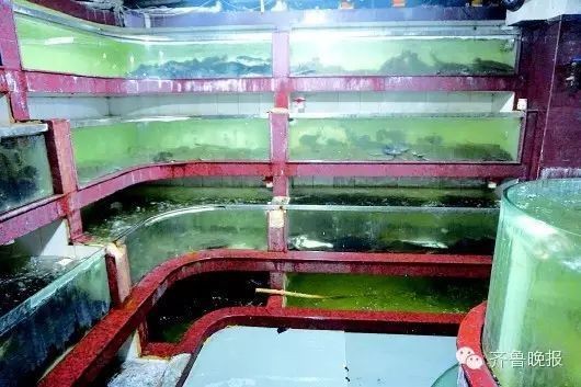 多寶魚為什么不建議吃