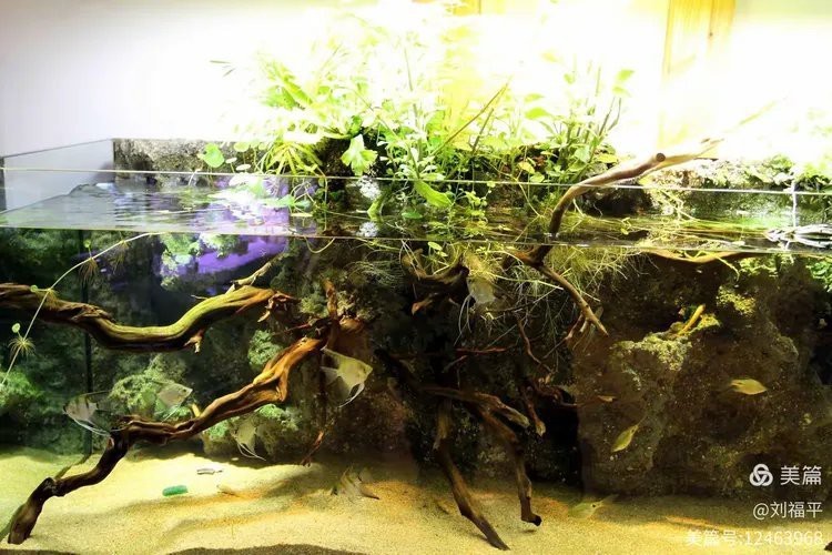 哈爾濱龍魚批發市場地址電話號碼