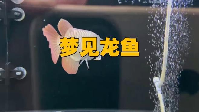 夢見龍和魚是否預示著什么？