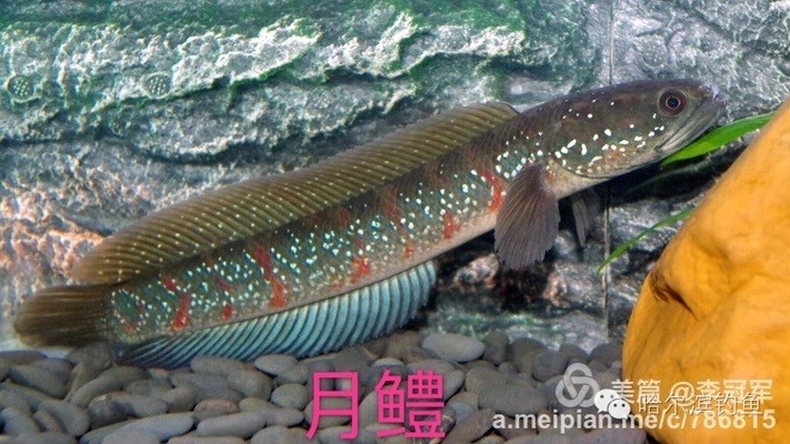 100種常見魚類名稱