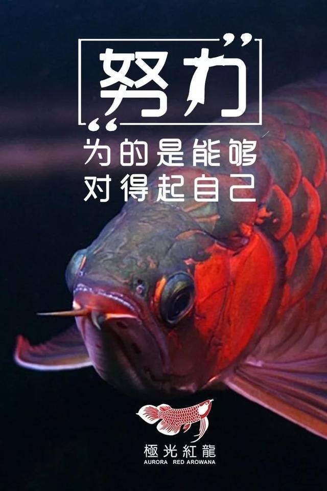 龍魚爛尾爛鱗怎么治療圖片