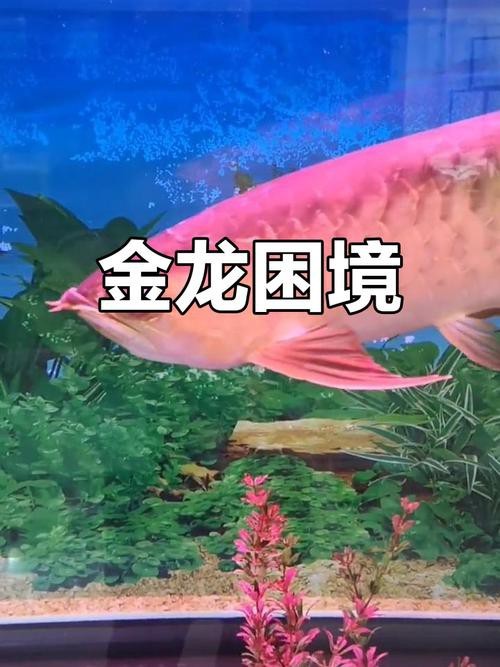 金龍長(zhǎng)大后照片大全