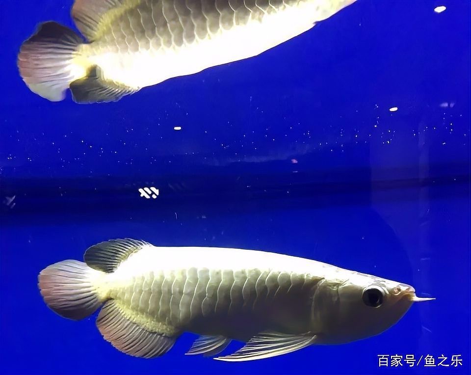金龍長(zhǎng)大后照片大全