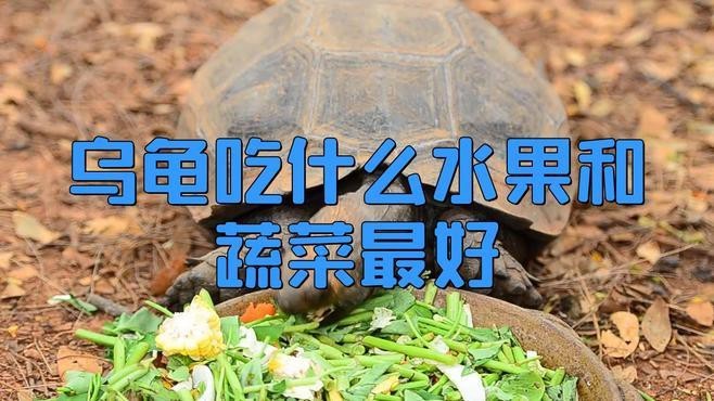 龍龜的飲食應該如何搭配？