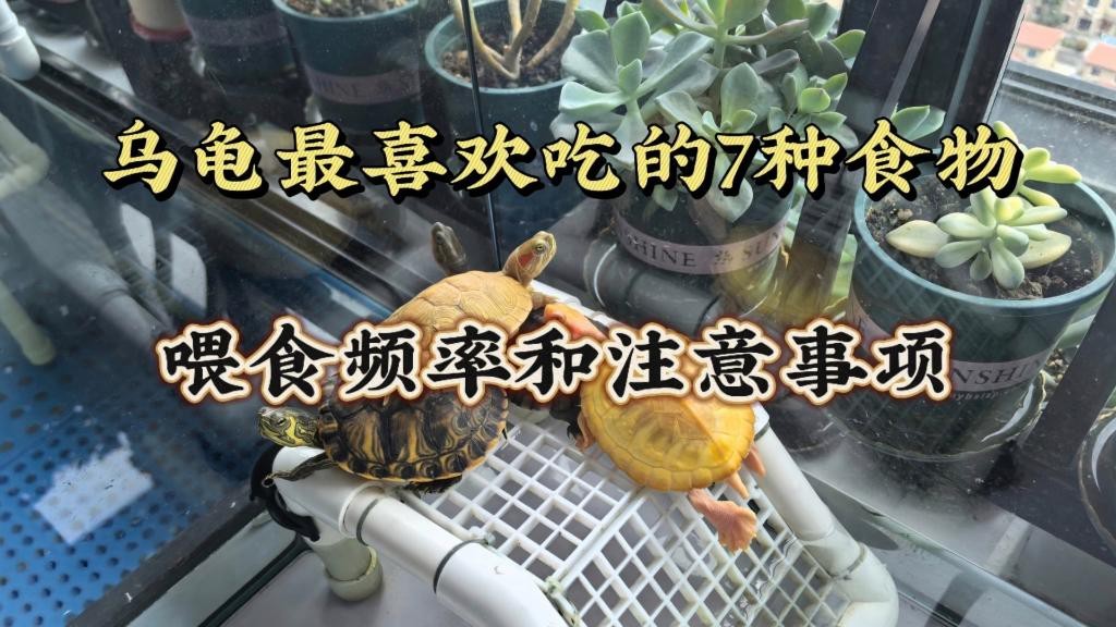 龍龜的飲食應該如何搭配？