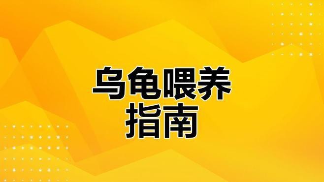 龍龜的飲食應該如何搭配？