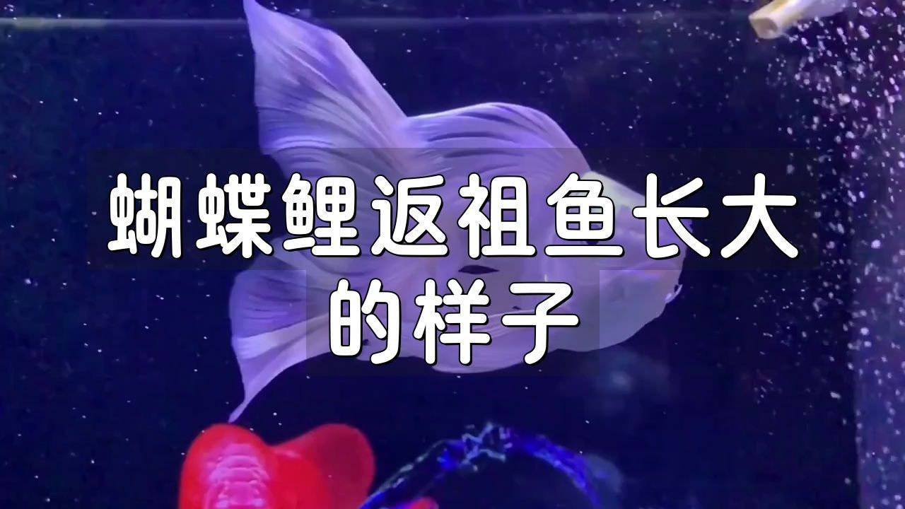 蝴蝶鯉返祖魚是好還是壞 龍魚論壇 第4張 蝴蝶鯉返祖魚是好還是壞 蝴蝶鯉返祖魚是好還是壞 龍魚論壇 第4張