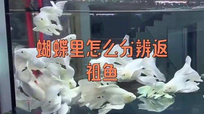 蝴蝶鯉返祖魚是好還是壞 龍魚論壇 第6張 蝴蝶鯉返祖魚是好還是壞 蝴蝶鯉返祖魚是好還是壞 龍魚論壇 第6張