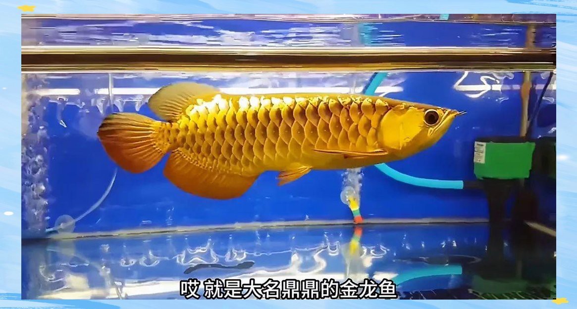 金龍魚(yú)巨骨舌魚(yú)
