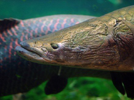 金龍魚(yú)巨骨舌魚(yú)