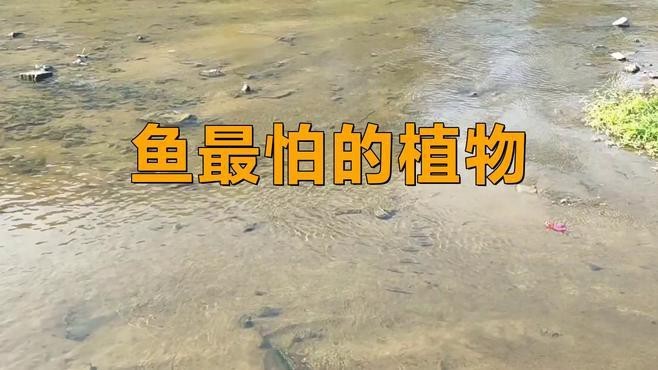 哪些植物對龍魚有毒？