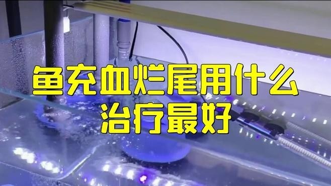 龍魚(yú)充血期間可以用藥嗎？