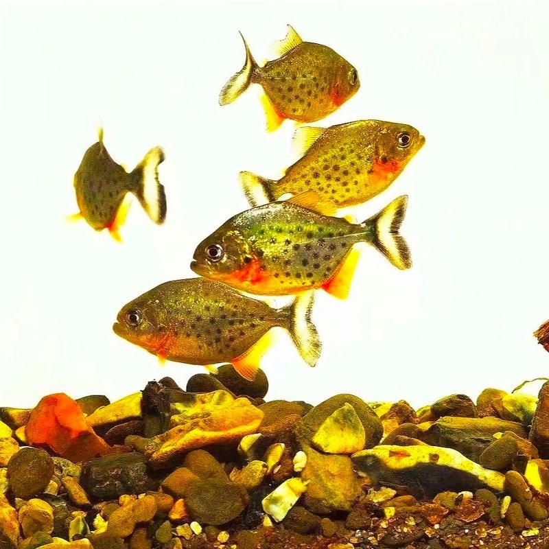 南美魚種類