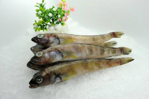 南美魚種類