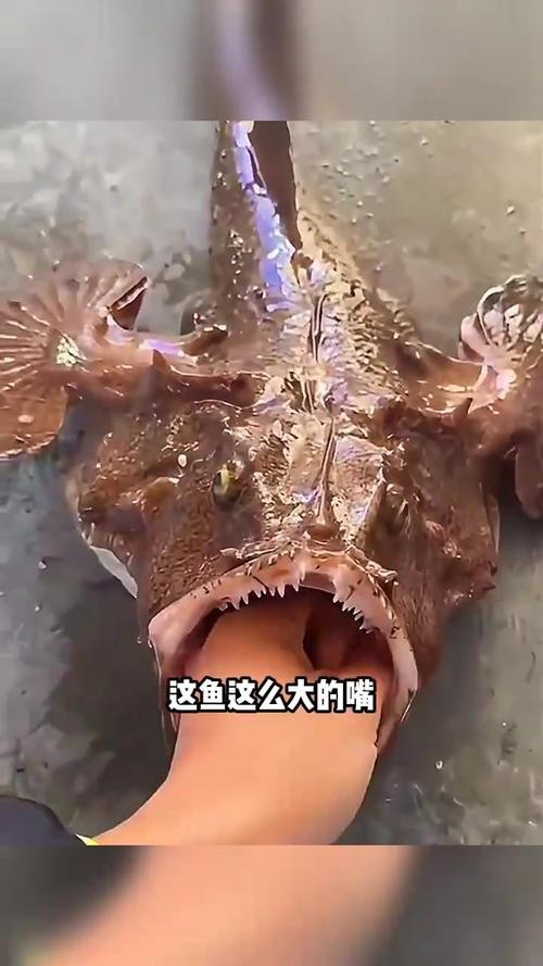 大嘴魚的真實照片