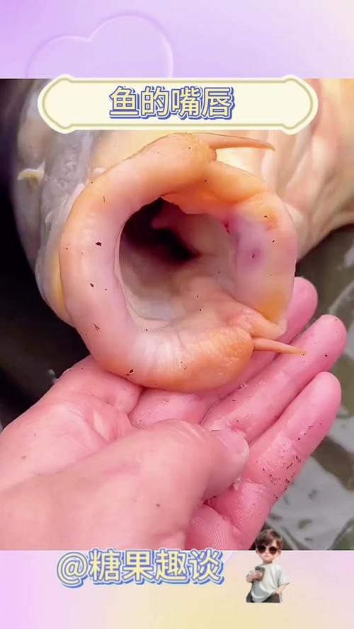 大嘴魚的真實照片