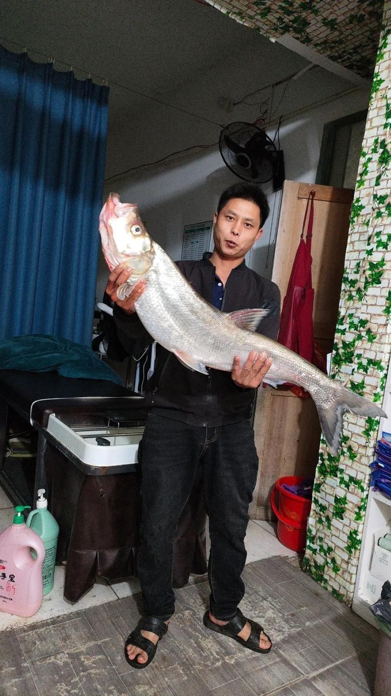 大嘴魚的真實照片