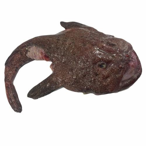 大嘴魚的真實照片