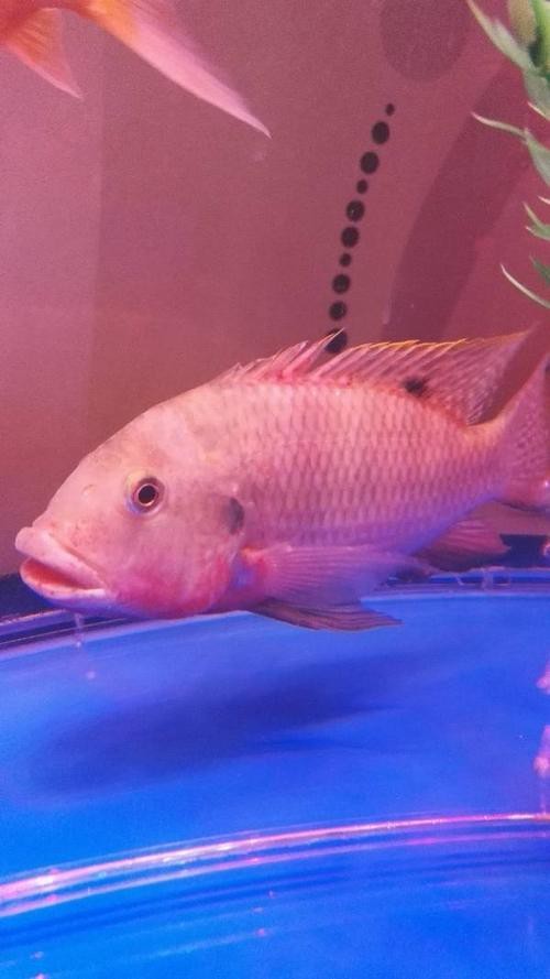 大嘴魚的真實照片