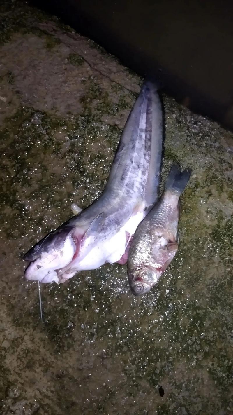 大嘴魚的真實照片