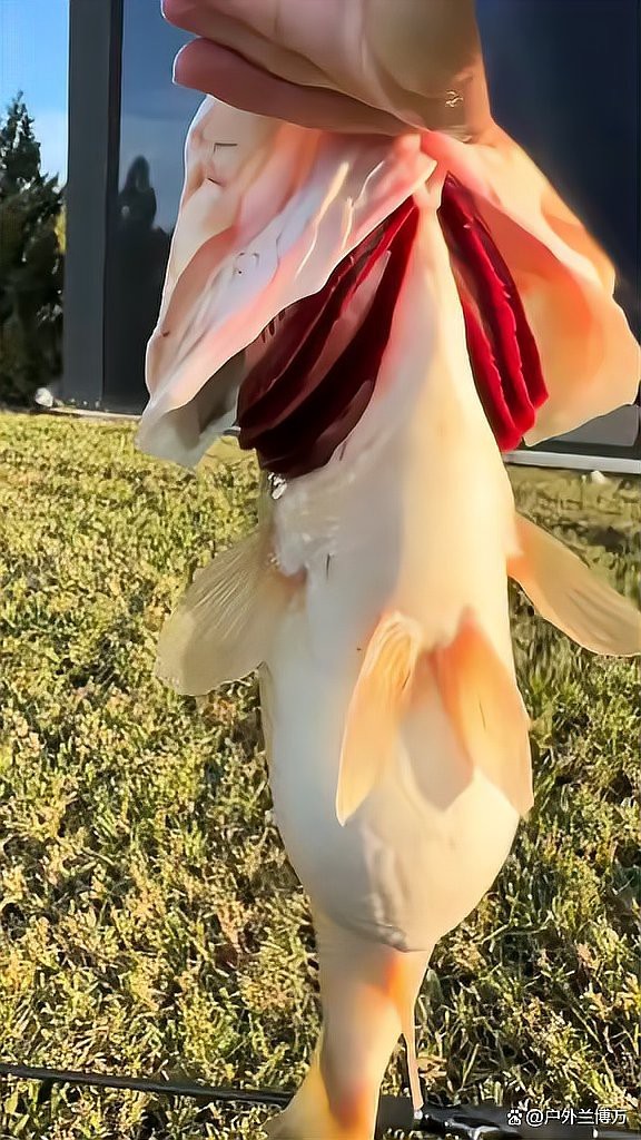 大嘴魚的真實照片
