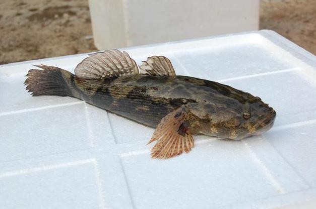 大嘴魚的真實照片