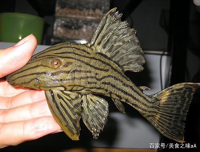 大嘴魚的真實照片